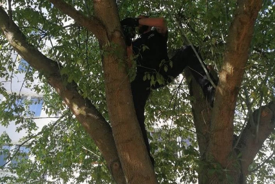 Ilustračný obrázok k článku Nevšedná záchrana na zvolenskom sídlisku: Policajti zamierili do korún stromov, FOTO