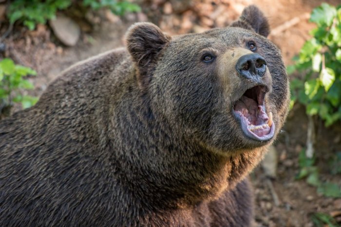 Ilustračný obrázok k článku Na Podpoľaní majú strach z medveďov: Obyvatelia sa boja púšťať deti do školy!